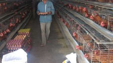 Muốn xuất khẩu thịt gà phải có chuỗi sản xuất khép kín đến sản phẩm cuối cùng, bảo đảm an toàn dịch bệnh.