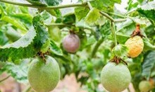 Công ty bầu Đức kỳ vọng thu 1.000 tỷ đồng từ chanh dây