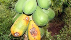 Rất ít người mua nên đu đủ già, chín rục ngoài vườn của người dân ở huyện Hồng Ngự, tỉnh Đồng Tháp.