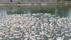 Một trang trại vịt ở huyện Yên Thành. Ảnh