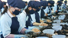 Sẽ xuất khẩu 3,3 tỷ USD hạt điều