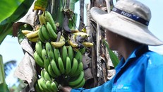 Chuối ở Đồng Nai đang bước vào giai đoạn cuối vụ, giá chỉ đạt từ 1.000-2.500 đồng/kg.