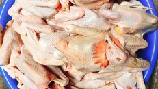 Giá của loại gà ri này chỉ 60.000-70.000 đồng/con