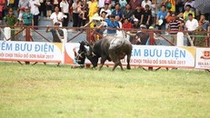 Trâu "điên" 18 húc chết chủ (ảnh CTV).