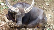 Bắn chết trâu chọi húc chủ, lấy mẫu xét nghiệm