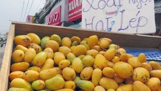 Xoài tí hon được quảng cáo là xoài lạt lép bán rất nhiều tại những con đường lớn tại TP.HCM.