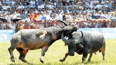 Hải Phòng đề xuất phương án tổ chức lại lễ hội chọi trâu Đồ Sơn