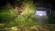 Cây đổ ngổn ngang chắn hết đường Hà Huy Tập, thành phố Vinh.