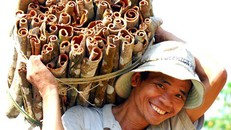 Sau 5-10 năm thì cây quế có thể cho thu hoạch.