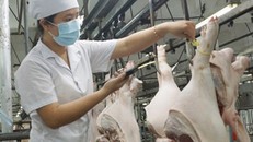 Kiểm tra đeo vòng truy xuất nguồn gốc cho heo