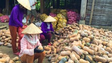 Bí đỏ chất hàng đống ở sân vườn, kho chứa của các gia đình nông dân.