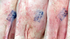 Việc đeo vòng truy xuất nguồn gốc nhằm ngăn chặn thịt heo bẩn tuồn về TP tiêu thụ.