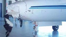 Với tốc độ cao của máy bay, chim là mối đe dọa nguy hiểm (ảnh minh họa)