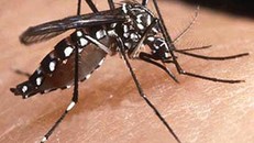Muỗi Aedes hay còn gọi là muỗi vằn truyền bệnh sốt xuất huyết.