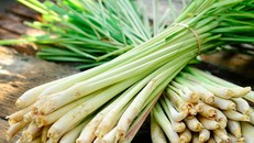 Cây sả đuổi muỗi, hoặc tinh dầu sả cũng có tác dụng tốt trong việc đuổi muỗi.