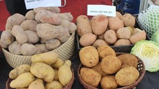 Khi mua khoai tây, người tiêu dùng phải chú ý tới một số đặc điểm cơ bản để phân biệt giữa khoai tây Trung Quốc và Đà Lạt để trách sự nhầm lẫn