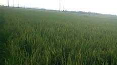 Long An: Phát hiện thi thể 2 bé trai ôm nhau dưới ruộng lúa