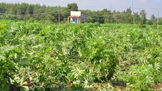 Nghi can nổ súng sát hại nữ sinh lớp 11 rồi tự sát do mâu thuẫn tình cảm