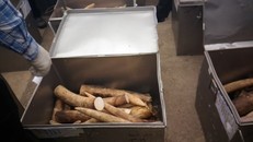 Đánh tráo 150 kg ngà voi: Cán bộ bị khởi tố, lãnh đạo bị kiểm điểm