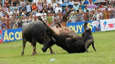 Ngày mai diễn ra Vòng Chung kết Lễ hội Chọi trâu Đồ Sơn