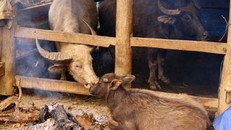 Yên Bái: Hàng loạt gia súc chết rét khiến người dân mất tiền tỷ