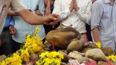 Cặp rắn 'thần' được kiểm lâm Ba Đồn đưa về môi trường tự nhiên