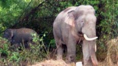 Đồng Nai: Đàn voi rừng tràn vào ấp phá hoại hoa màu