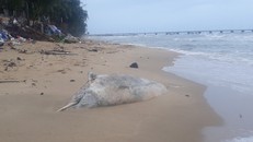 Xác cá heo nặng 150kg trôi dạt vào bờ biển Phú Quốc