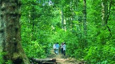 Rừng Phú Quốc. Ảnh minh họa.