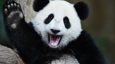 Trung Quốc: Loài gấu trúc khổng lồ thoát khỏi nguy cơ tuyệt chủng