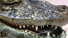 Mỹ: Cứu sống chó cưng, người phụ nữ tử vong do bị cá sấu tấn công