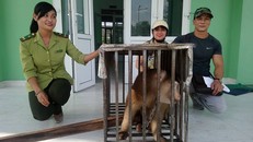 Hạt Kiểm lâm TP.Huế tiếp nhận cá thể khỉ đuôi lợn. Ảnh: Dân Việt