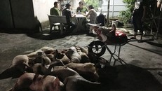 Làm rõ đường dây giết mổ, mua bán lợn bệnh tại Đồng Nai