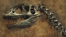Phát hiện bộ xương khủng long khổng lồ có tuổi thọ 70 triệu năm