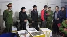 Lực lượng chức năng bắt giữ 60kg tôm bị tiêm tạp chất. Ảnh: Infonet 