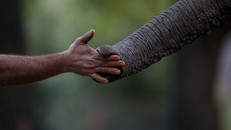 Tòa án Ấn Độ ra lệnh phá hủy bức tường cản trở loài voi di cư