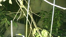 Tại khu vực rừng thuộc huyện Hương Sơn đã phát hiện 4 cá thể voi rừng. Ảnh: VTC News