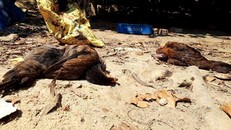 Quảng Nam: Tiêu hủy hơn 4000 con gia cầm mắc cúm A/H5N6