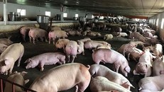 Hà Nội và Thanh Hóa phát hiện thêm nhiều ổ dịch tả lợn châu Phi