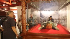 Mẫu vật rùa Hồ Gươm được chế tác bằng phương pháp nhựa hóa do hai chuyên gia về chế tác mẫu vật của Đức sang chuyển giao công nghệ và trực tiếp chế tác. Ảnh: TTXVN