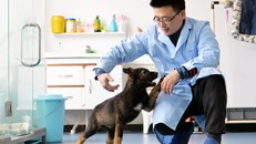 Trung Quốc: Chó nghiệp vụ nhân bản đầu tiên sẵn sàng huấn luyện