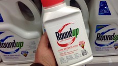 Tập đoàn Monsanto bồi thường 80 triệu USD cho nạn nhân mắc ung thư