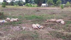 Cả chục con lợn bệnh chết vứt sát quốc lộ 14 ở Bình Phước