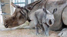 Tê giác quý hiếm lần đầu ra đời nhờ phương pháp thụ tinh nhân tạo