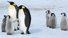 Chim cánh cụt hoàng đế đối mặt nguy cơ suy giảm số lượng
