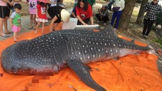 Con cá bị ngư dân xẻ thịt bán. Ảnh: VTC News