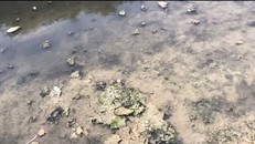 Bằng cảm quan, cũng có thể thấy rõ được độ trong của nước, có thể nhìn thấy tận đáy bùn đang bị phân hủy nhờ xử lý bằng công nghệ nano-bioreactor.