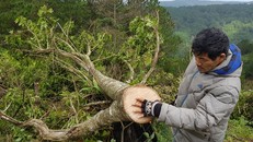 Cây rừng bị chặt hạ. Ảnh: Thanh Niên.