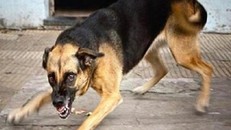 Nam sinh 12 tuổi tử vong do bị chó nhà cắn