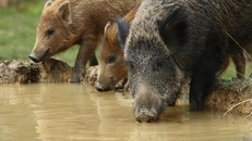 Đảo thiêng của Malaysia bị lợn rừng xâm lăng